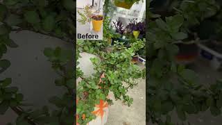 Update on the half cascade jade plant . showing its growth🪴#trending#shorts#jade#bonsai#pov#garden