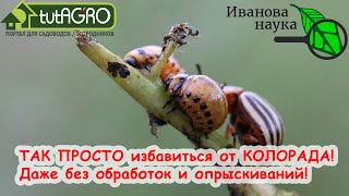 Вы УДИВИТЕСЬ, КАК ЭТО ПРОСТО! 5 простых способов избавиться от КОЛОРАДСКОГО ЖУКА без химии НАВСЕГДА!