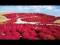 Hitachi Seaside Park for Kokia, Pear Picking with Lunch Box! 1 Day Tour