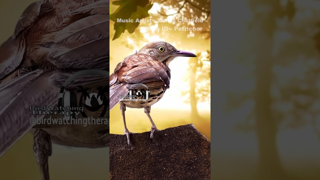 Immersive Nature Sounds 🎧 (in Stereo) with Peaceful Music. 