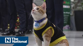Philippine security guards adopt stray cats