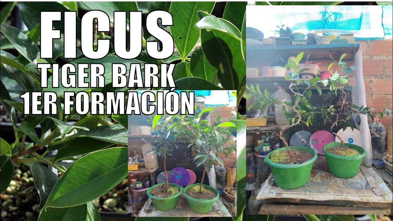 PRIMERA FORMACIÓN DE PLANTINES PRE BONSAIS DE FICUS TIGER BARK.