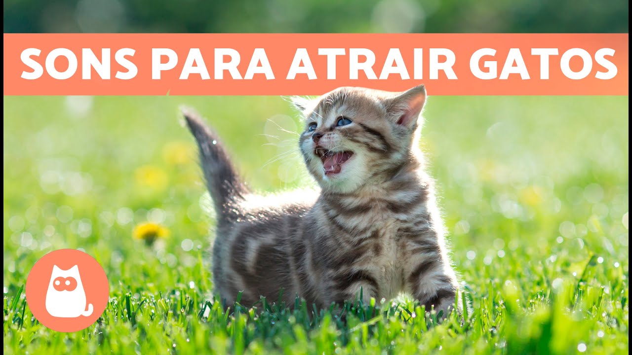 Miados para ATRAIR GATOS 🐱🔊 (Sons para o seu gato se aproximar) 