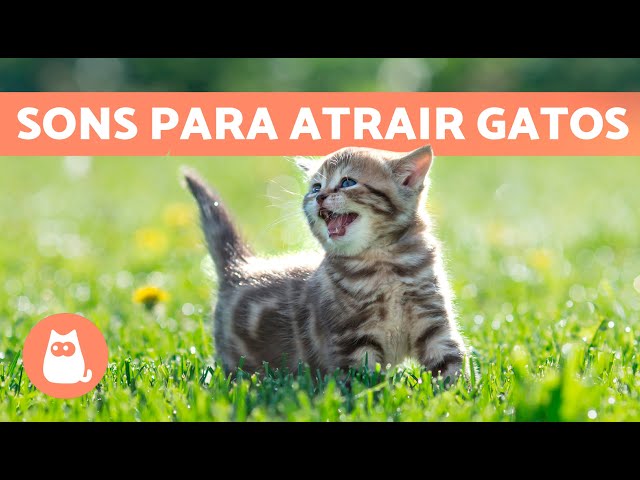 Miados para ATRAIR GATOS 🐱🔊 (Sons para o seu gato se aproximar) 