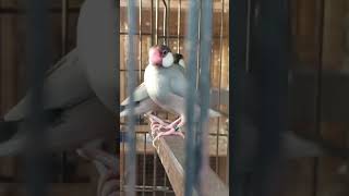 Silver java breeder pair #java #birds #finch