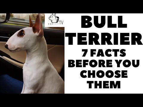 Video: Din guide till Bull Terrier Coat Colors