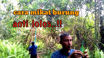 mikat burung ijo menggunakan joran tegek
