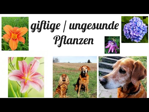 Video: Wie giftig sind Geranien für Hunde?