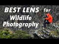 Best BEGINNER Wildlife Photography Lens - Nikon 300mm f4