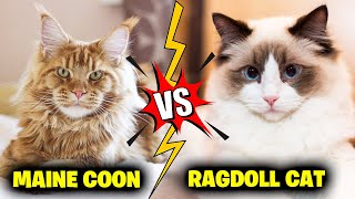 Maine Coon Vs Ragdoll Cat Breeds, 7 Major Differences
