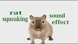 How A Rat Squeaking Sound Effect Animation