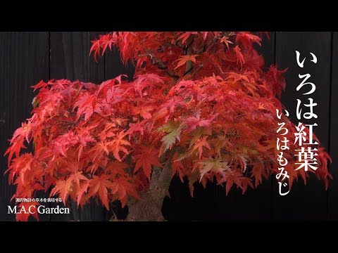 いろは紅葉（いろはもみじ）源氏物語の草木を栽培するM.A.C Garden