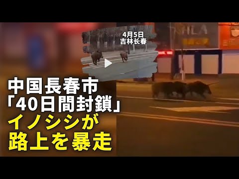 中国長春市「40日間封鎖」　イノシシが路上を暴走