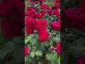🌹🌹🌹👌👌👌👌...