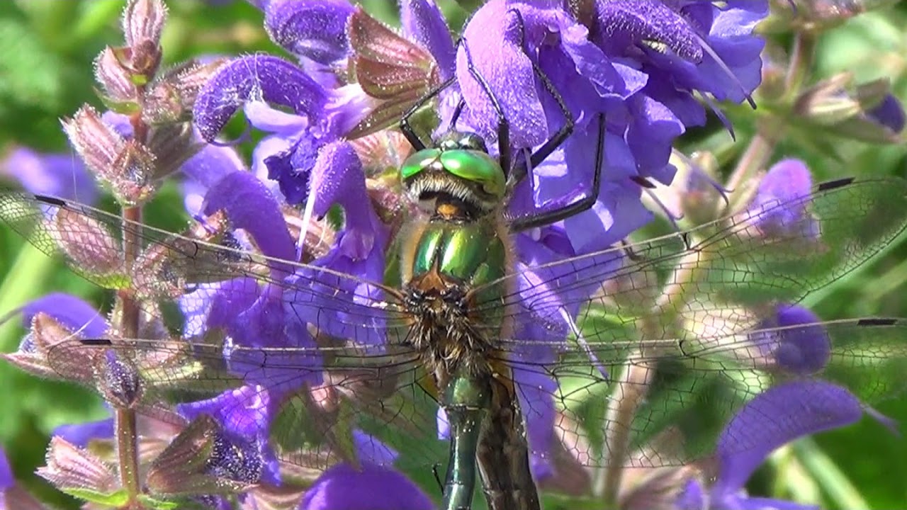 La Cordulie bronzée (Cordulia aenea)