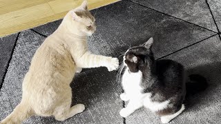 Cat Fight by Tom & Mimi 2,084 views 1 month ago 30 seconds