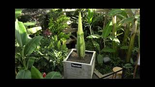2026 - Corpse Flower