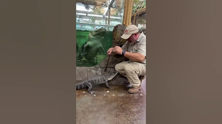 Chased By AGGRESSIVE Baby Alligator! 🐊😳 - DayDayNews