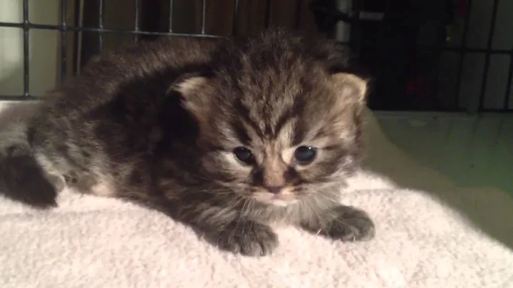 Watch the video about Bella - Teacup Golden Tabby Persian Kitten for Sale from Daphne's Dolls Cattery