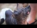 QUASI CROWNED THE UGLIEST DOG IN THE WORLD