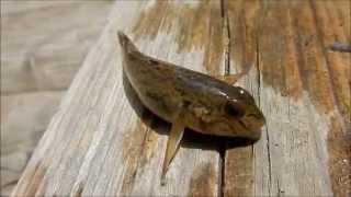 Rondeau's Nature Nuggets: Invasive Species