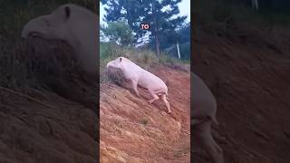 Astonishing Albino Tapir - Vía Pescadoresdoparana