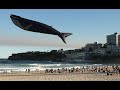 Una Ballena Volando sobre la Playa / Los Videos mas Raros del Mundo 205