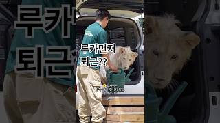 #백사자 남매의 퇴근일기, 오늘은 칼퇴 가능? 꼬리까지 타야 퇴근가능 ㅎㅎ