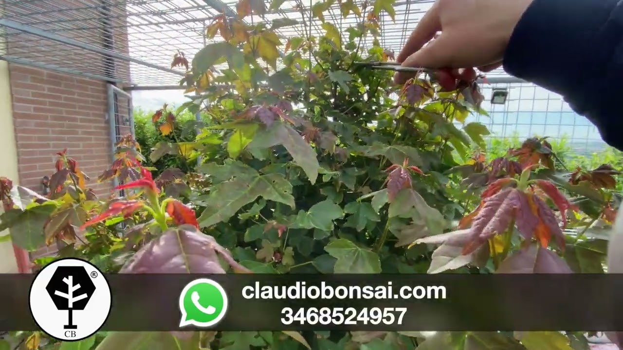 COME POTARE IL BONSAI, guida teorica e pratica