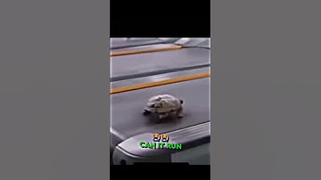 Can a turtle run on a treadmill? Let’s test it out 😭😭 #shorts #memes #funny #trending #viralvideo