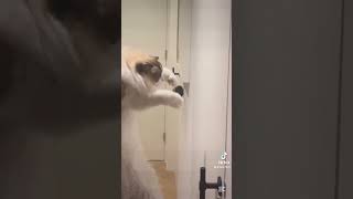 My Cats Are Dumb Emotional Damage