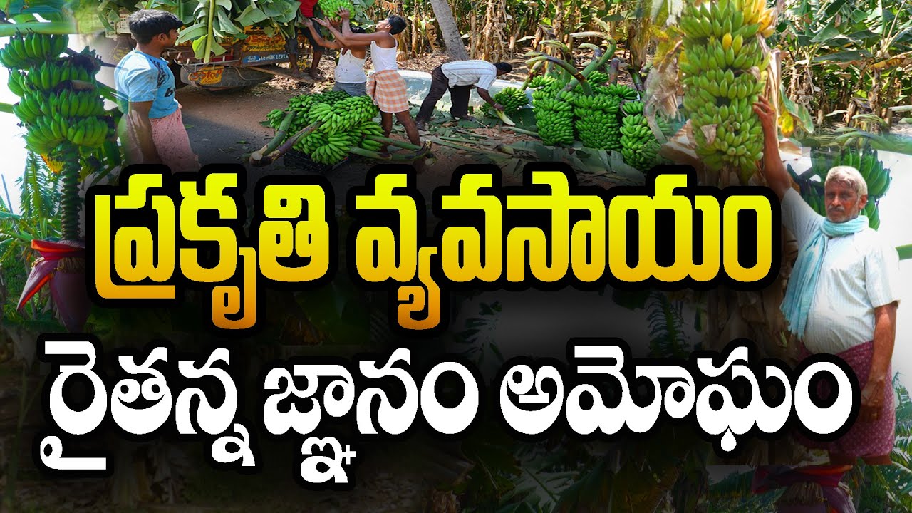 ప్రకృతి వ్యవసాయంలో ఈ రైతు విధానాలు భేష్ | #bannana #NaturalFarmer  #srinivasreddy ‪@Raitunestham‬