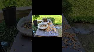 Squirrel vs. Milka: Round 2