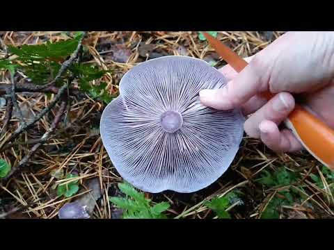 По грибы после заморозков