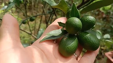 So sánh 2 loại quất ngọt