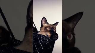 2 Novembre 2022 تلعب في كيس التسوق