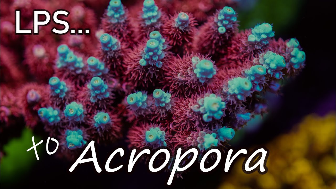 Intro to Acropora Coral Care, The Modern Reefer's Predicament