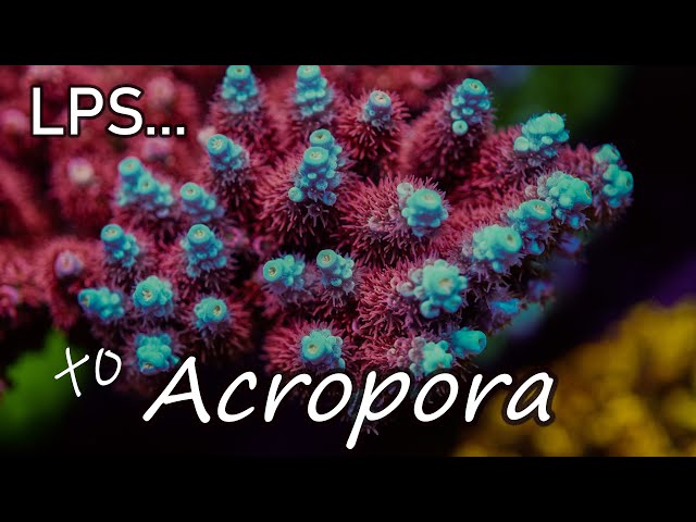 Intro to Acropora Coral Care, The Modern Reefer's Predicament