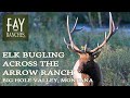 Arrow Ranch | Montana Elk Bugling Across The Big Hole Valley | Fay Ranches Listing
