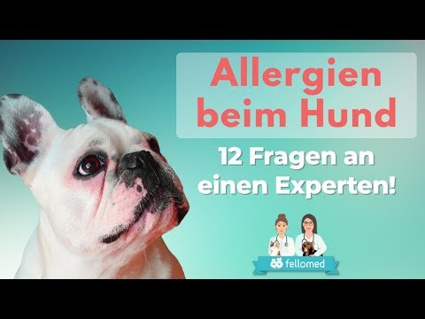 Video: Hautkrankheiten Aufgrund Von Nahrungsmittelallergien Bei Hunden