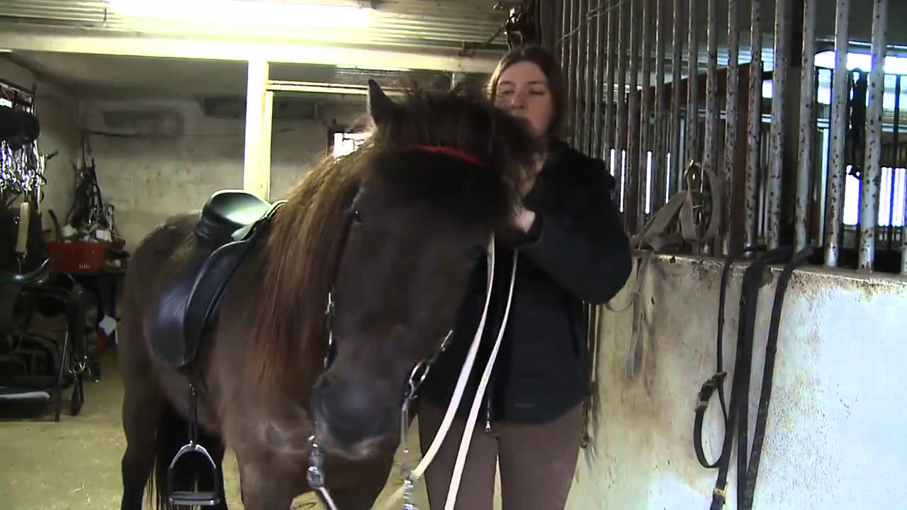 Världsmästare i tölt