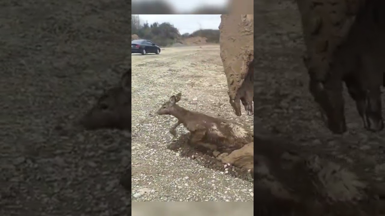 Deer got Stuck in a Construction Pit!