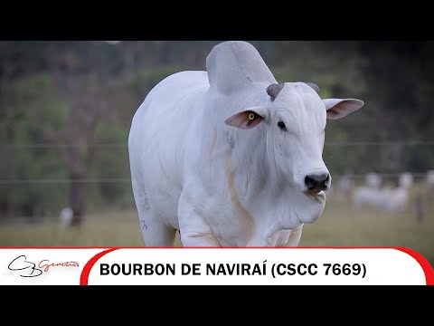 BOURBON DE NAVIRAÍ CSCC 7669
