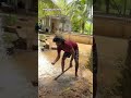 #trending #former #vivasayam #work#viralvideo #nature #theni #karaikudi #sivagangai ❤️❤️❤️❤️