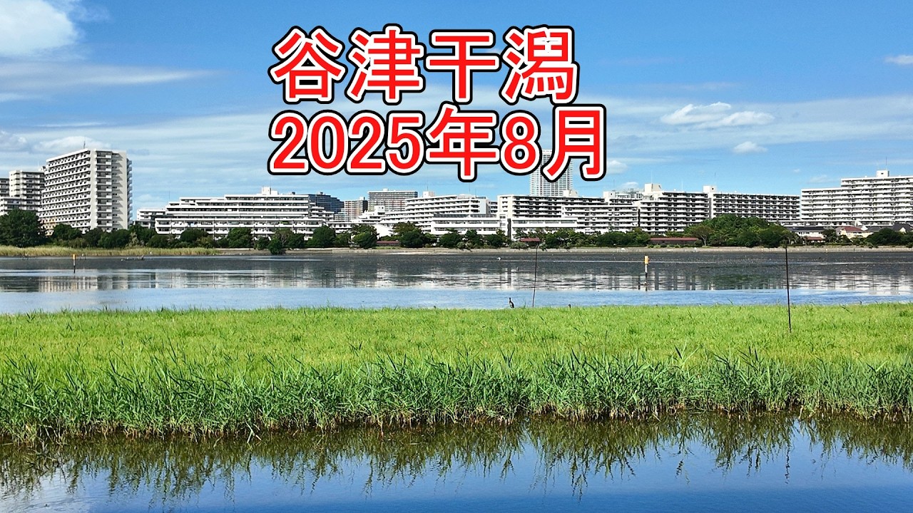 【渡り鳥中継地】谷津干潟【千葉県習志野市】