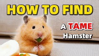 How To Choose A Healthy and Tame Hamster