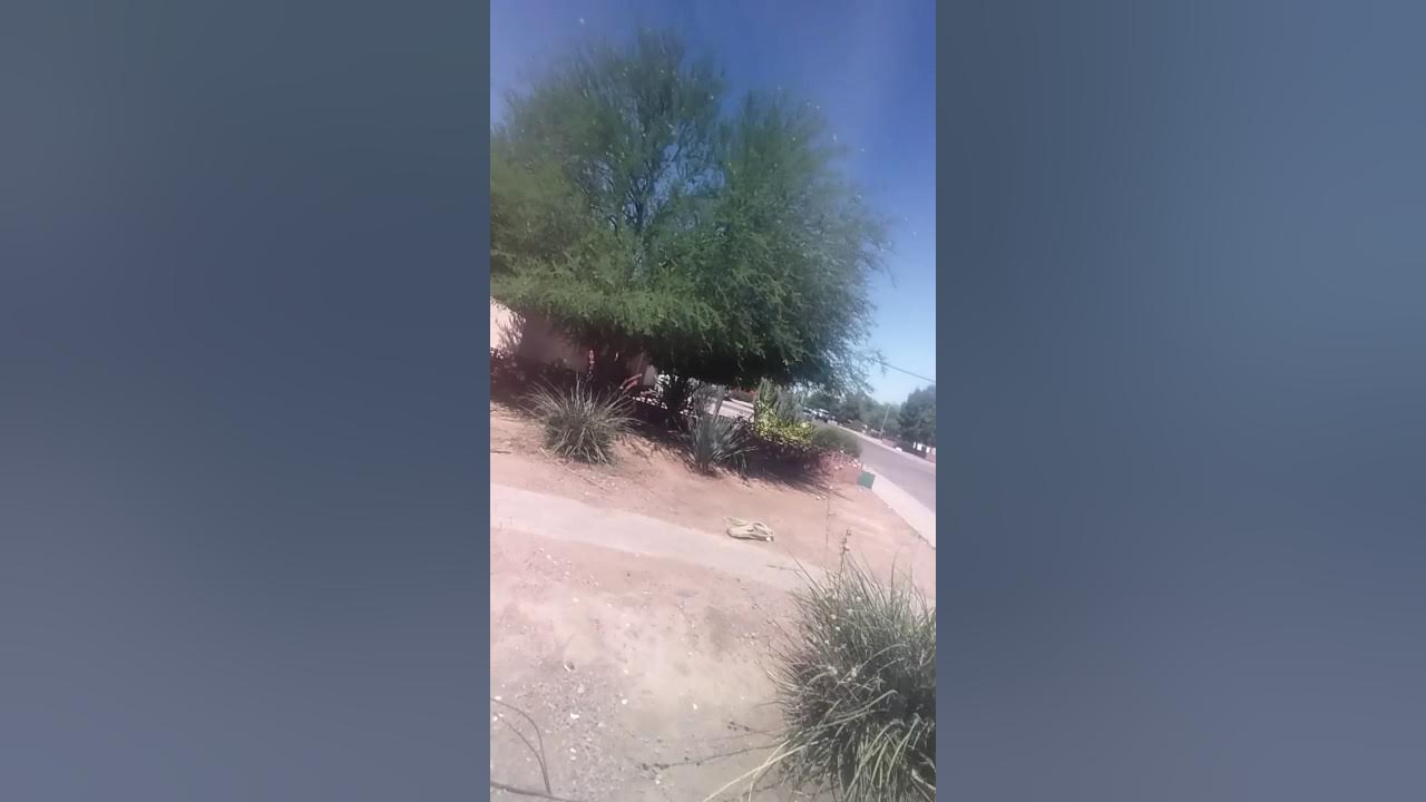 HOW TO PULL OUT BUSHES 20 a pop(eazymoney) YouTube