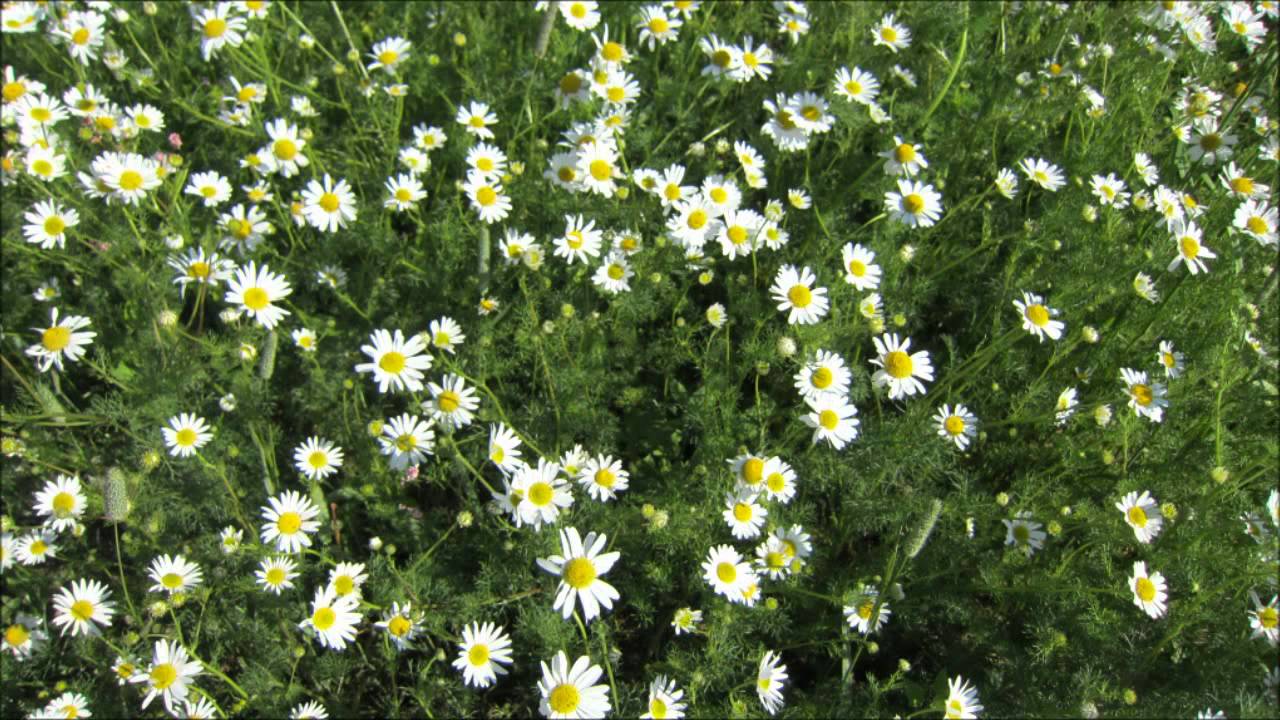 Field Test of a Canon PowerShot ELPH 500 HS