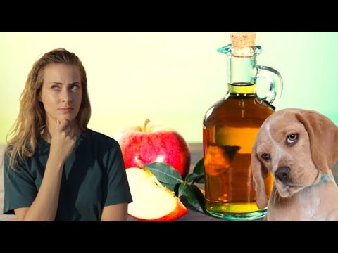 Vídeo: Como usar o vinagre de maçã para as necessidades de saúde do seu cão