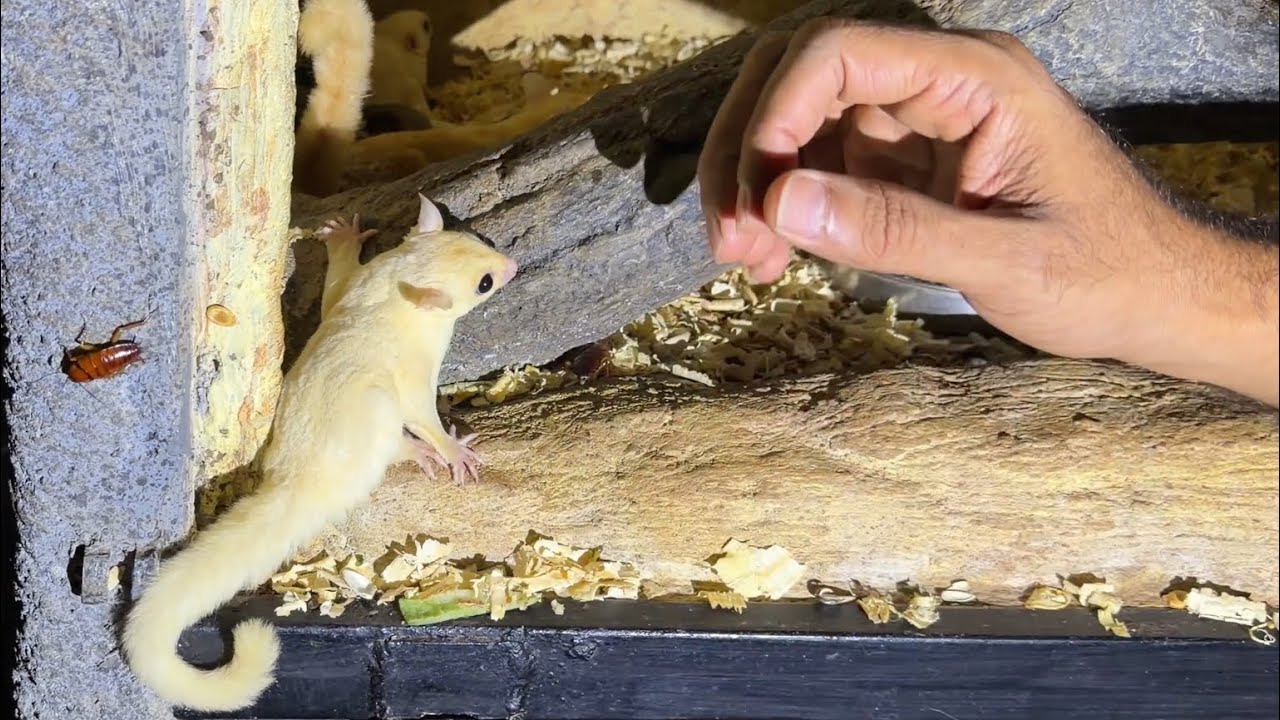 രാത്രിയിലുള്ള പെറ്റ്സ്റ്റേഷൻ. Petstation night vibes 